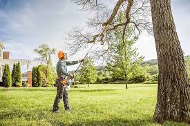 How Our Tree Care Process Works  in Scott Af, IL